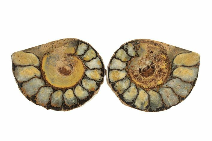 Sliced, Iron Replaced Fossil Ammonite - Morocco #269493